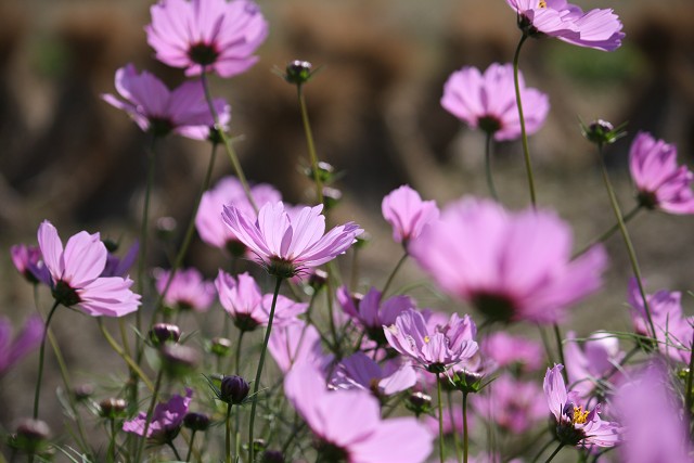 canon eos 2660004.jpg